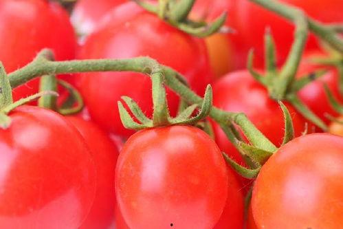 番茄小说吃瓜娱乐圈,番茄小说中的吃瓜日常