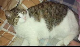 娱乐圈吃瓜猫咪是谁啊,揭秘网络红猫背后的故事